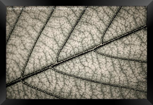 Tree leaf texture Framed Print by ELENA ELISSEEVA