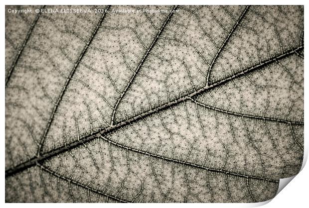 Tree leaf texture Print by ELENA ELISSEEVA