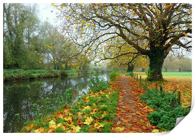     ITCHEN NAVIGATION IN AUTUMN                    Print by Anthony Kellaway