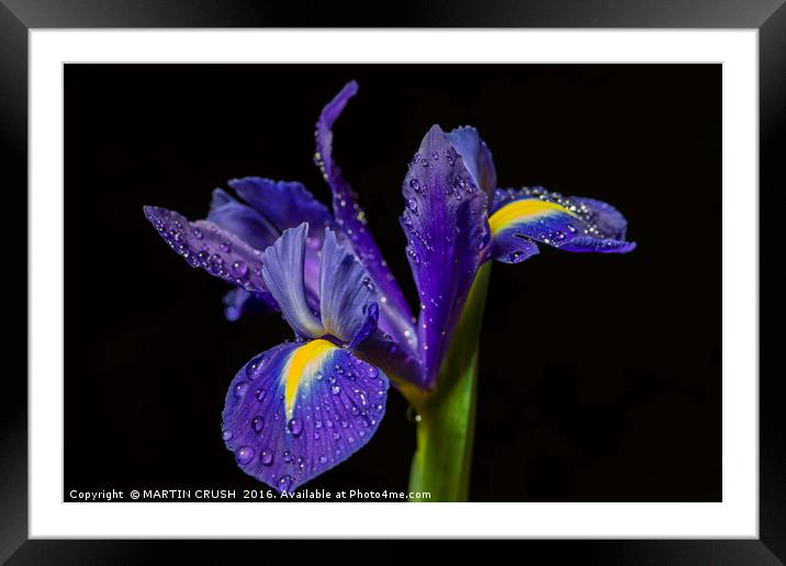 Blue Iris Framed Mounted Print by MARTIN CRUSH