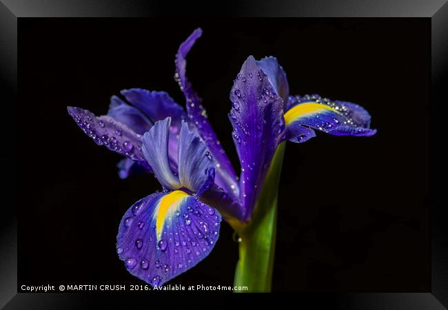 Blue Iris Framed Print by MARTIN CRUSH