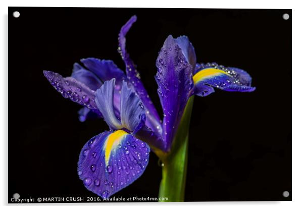 Blue Iris Acrylic by MARTIN CRUSH