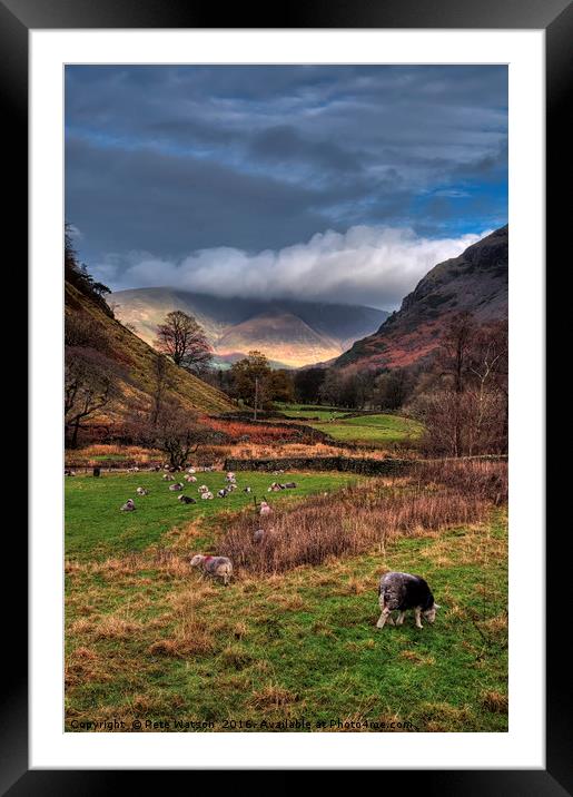 Herdwick sheep in a Lake District pasture Framed Mounted Print by Pete Watson