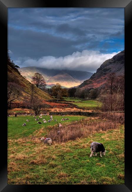 Herdwick sheep in a Lake District pasture Framed Print by Pete Watson