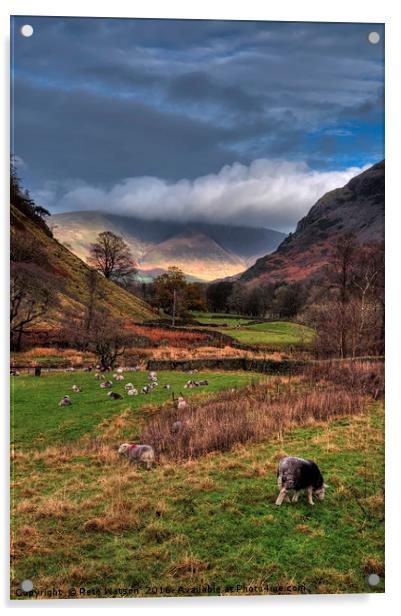 Herdwick sheep in a Lake District pasture Acrylic by Pete Watson