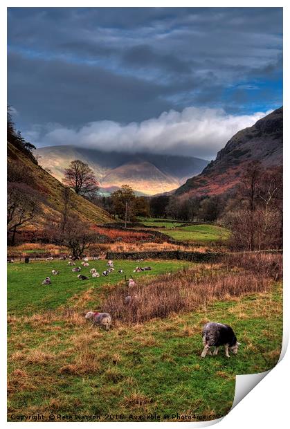 Herdwick sheep in a Lake District pasture Print by Pete Watson