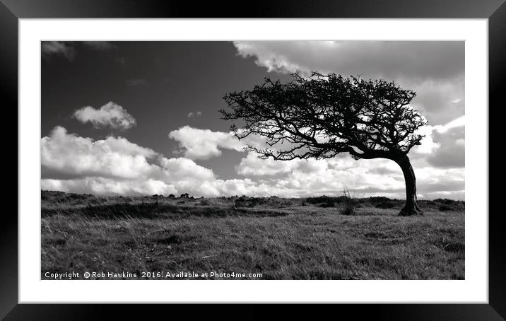 Lonesome tree  Framed Mounted Print by Rob Hawkins