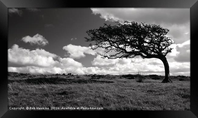 Lonesome tree  Framed Print by Rob Hawkins