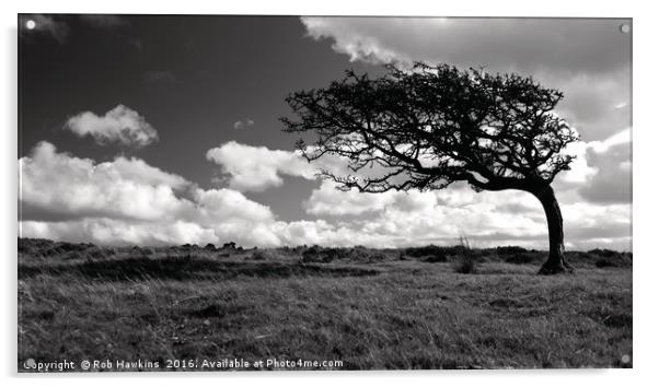 Lonesome tree  Acrylic by Rob Hawkins