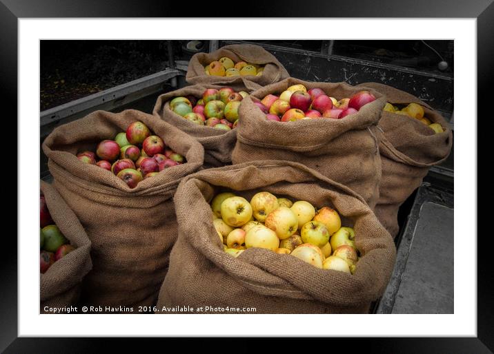 Cider Apples  Framed Mounted Print by Rob Hawkins