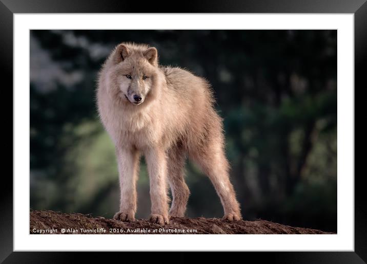 Arctic wolf Framed Mounted Print by Alan Tunnicliffe