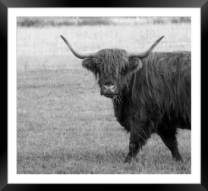 Highland cow  Framed Mounted Print by Shaun Jacobs