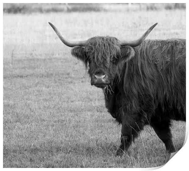 Highland cow  Print by Shaun Jacobs