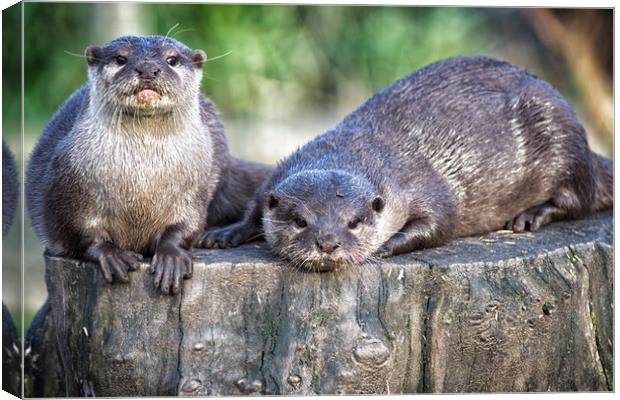 pair of asian short clawed otters Canvas Print by keith franklin