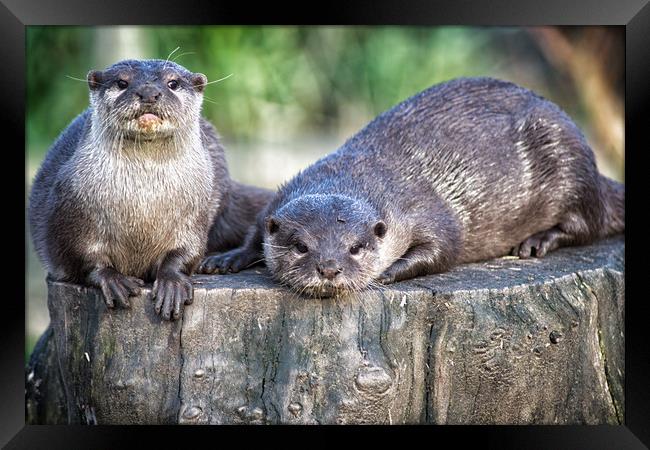pair of asian short clawed otters Framed Print by keith franklin