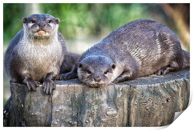 pair of asian short clawed otters Print by keith franklin