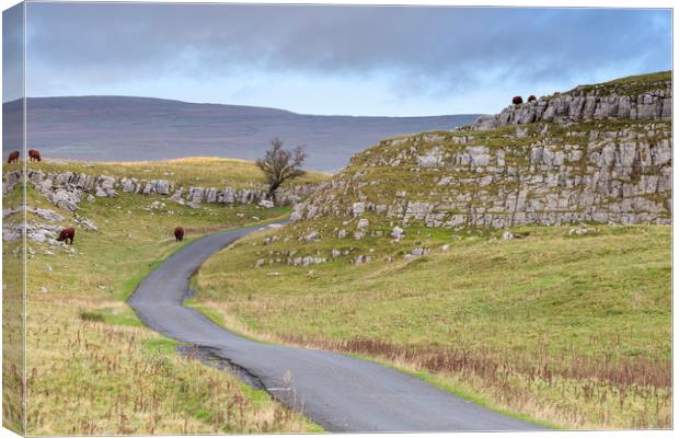 Yorkshire Dales Cows  Canvas Print by chris smith