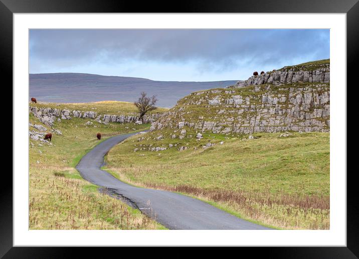 Yorkshire Dales Cows  Framed Mounted Print by chris smith
