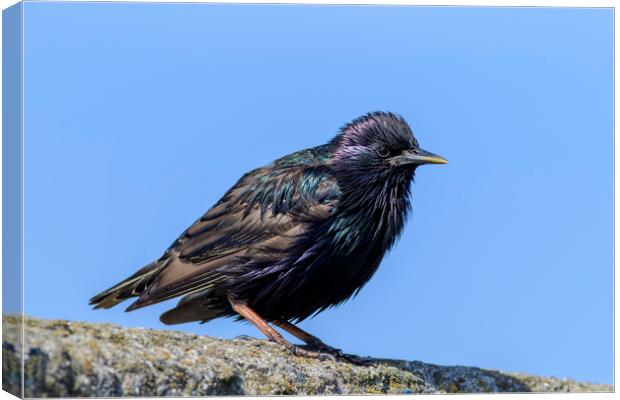 Starling   Canvas Print by chris smith