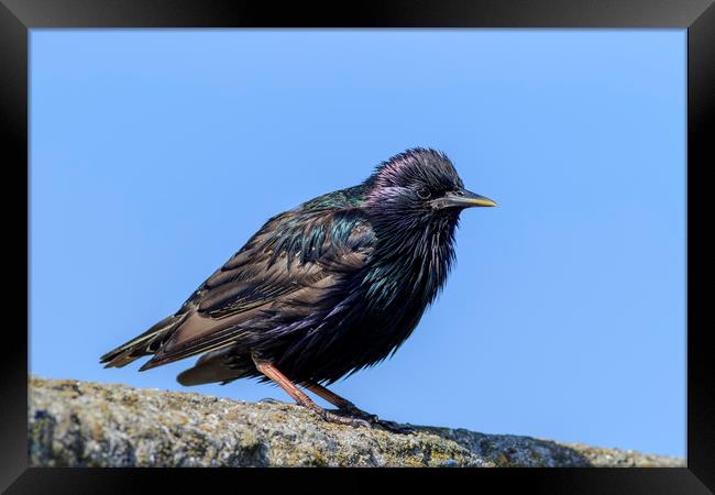Starling   Framed Print by chris smith