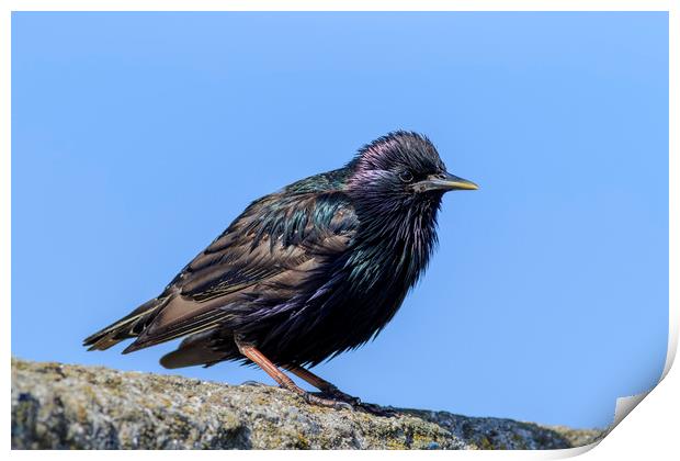 Starling   Print by chris smith