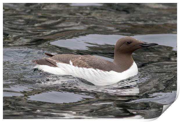 guillemot  Print by chris smith