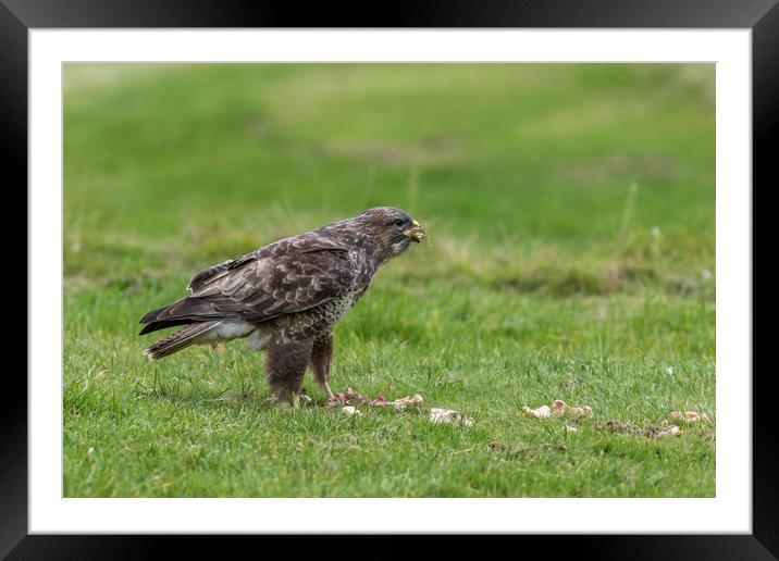 Common Buzzard  Framed Mounted Print by chris smith
