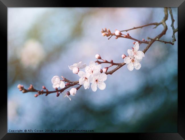 First Blossom In February Framed Print by Ally Coxon
