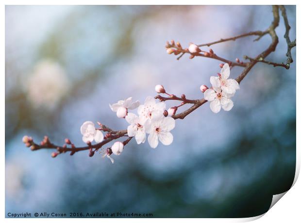 First Blossom In February Print by Ally Coxon