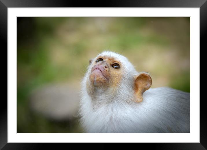 Monkey Framed Mounted Print by Anth Short