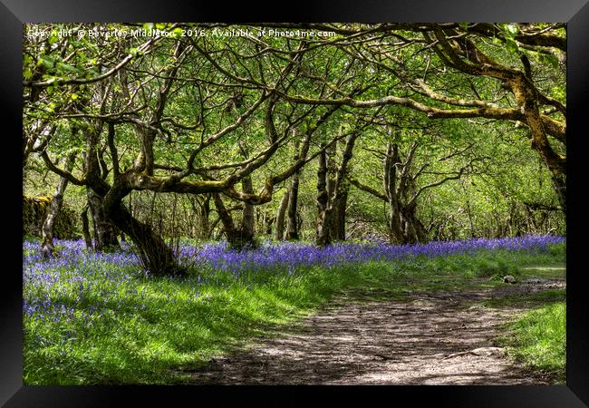 Bluebells, Oxenber Woods, Austwick  Framed Print by Beverley Middleton