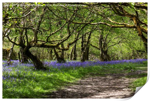 Bluebells, Oxenber Woods, Austwick  Print by Beverley Middleton