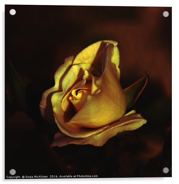 In Gold Acrylic by Sonja McAlister
