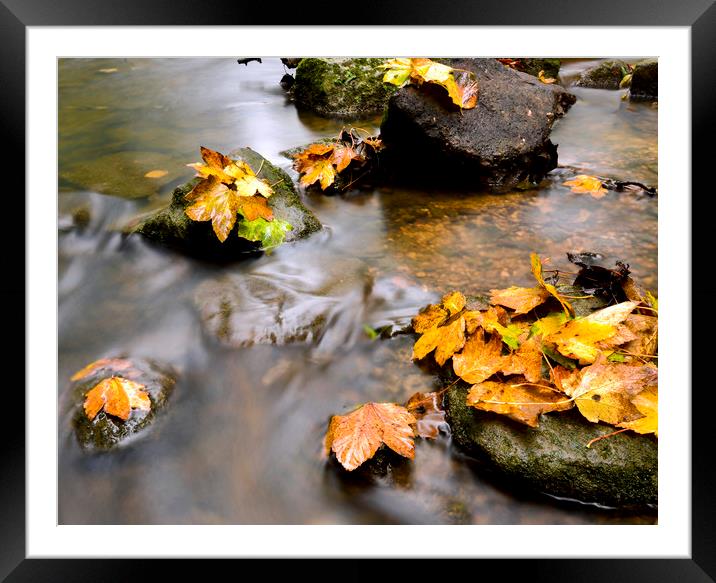 Autumn leaves on a stream  Framed Mounted Print by Shaun Jacobs