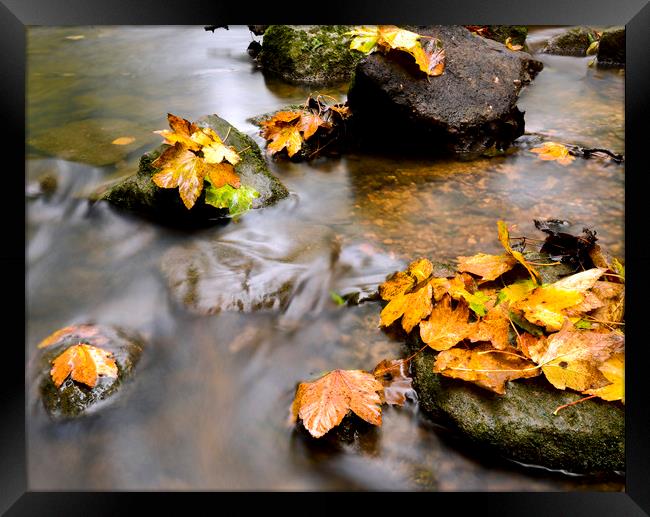 Autumn leaves on a stream  Framed Print by Shaun Jacobs