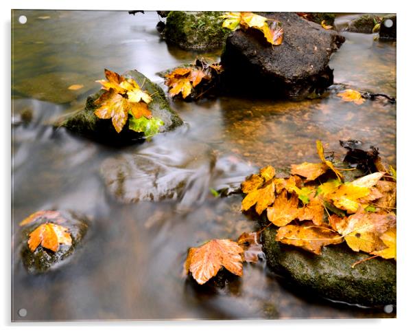 Autumn leaves on a stream  Acrylic by Shaun Jacobs