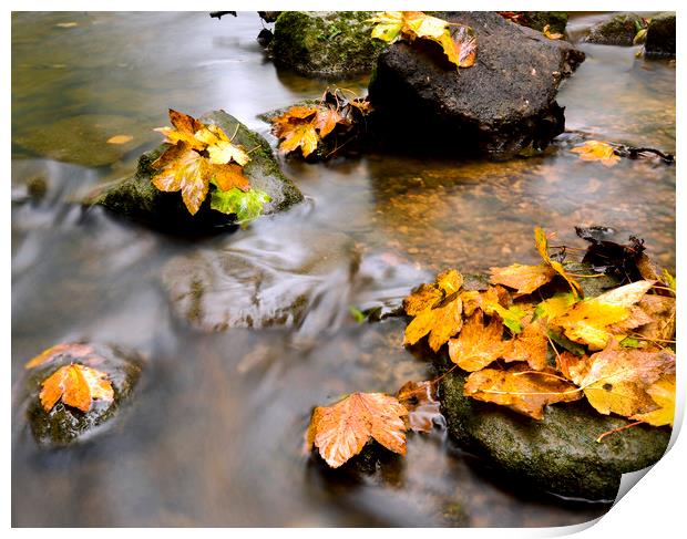 Autumn leaves on a stream  Print by Shaun Jacobs