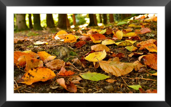 Autumn leaves  Framed Mounted Print by Shaun Jacobs
