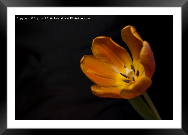 Orange Tulip Framed Mounted Print by Icy Ho