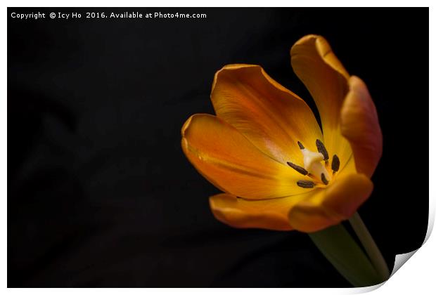 Orange Tulip Print by Icy Ho