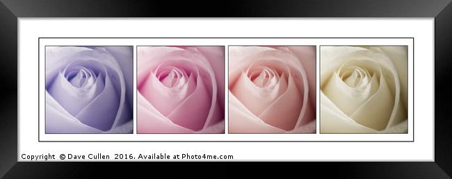 Roses in Pastels Framed Print by Dave Cullen