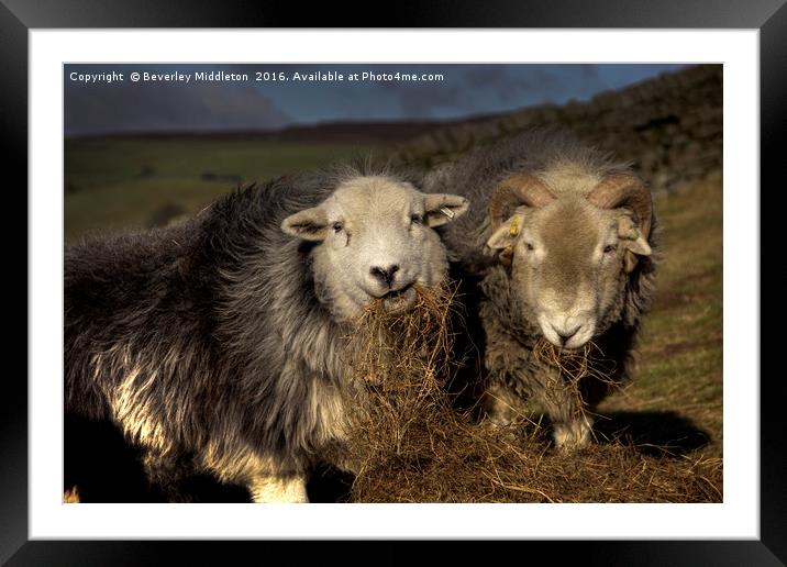 Herdwick Sheep Framed Mounted Print by Beverley Middleton