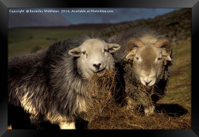 Herdwick Sheep Framed Print by Beverley Middleton