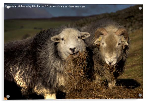 Herdwick Sheep Acrylic by Beverley Middleton