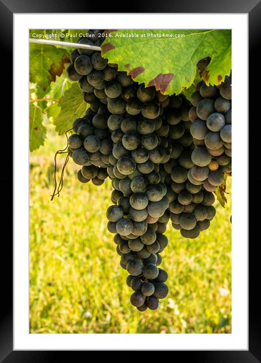 Large bunch of red wine grapes ready for harvest Framed Mounted Print by Paul Cullen