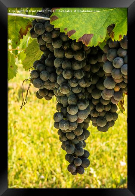 Large bunch of red wine grapes ready for harvest Framed Print by Paul Cullen