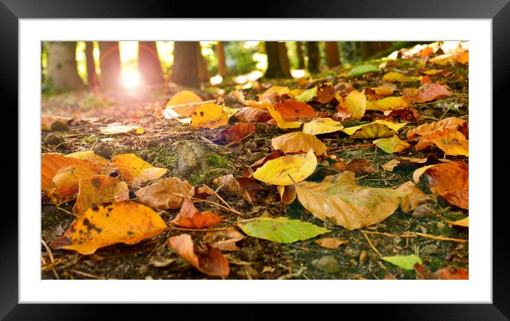 Autumn sunset  Framed Mounted Print by Shaun Jacobs