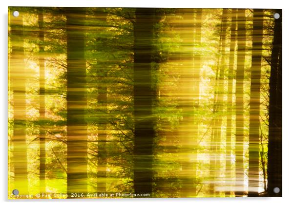 Conifer woods Acrylic by Paul Cullen
