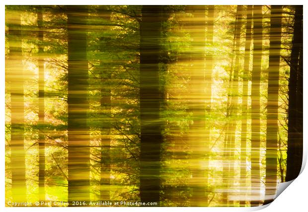 Conifer woods Print by Paul Cullen