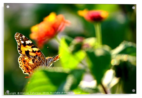 A "posing" butterfly Acrylic by Aleksey Zaharinov